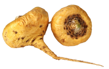 Maca Root